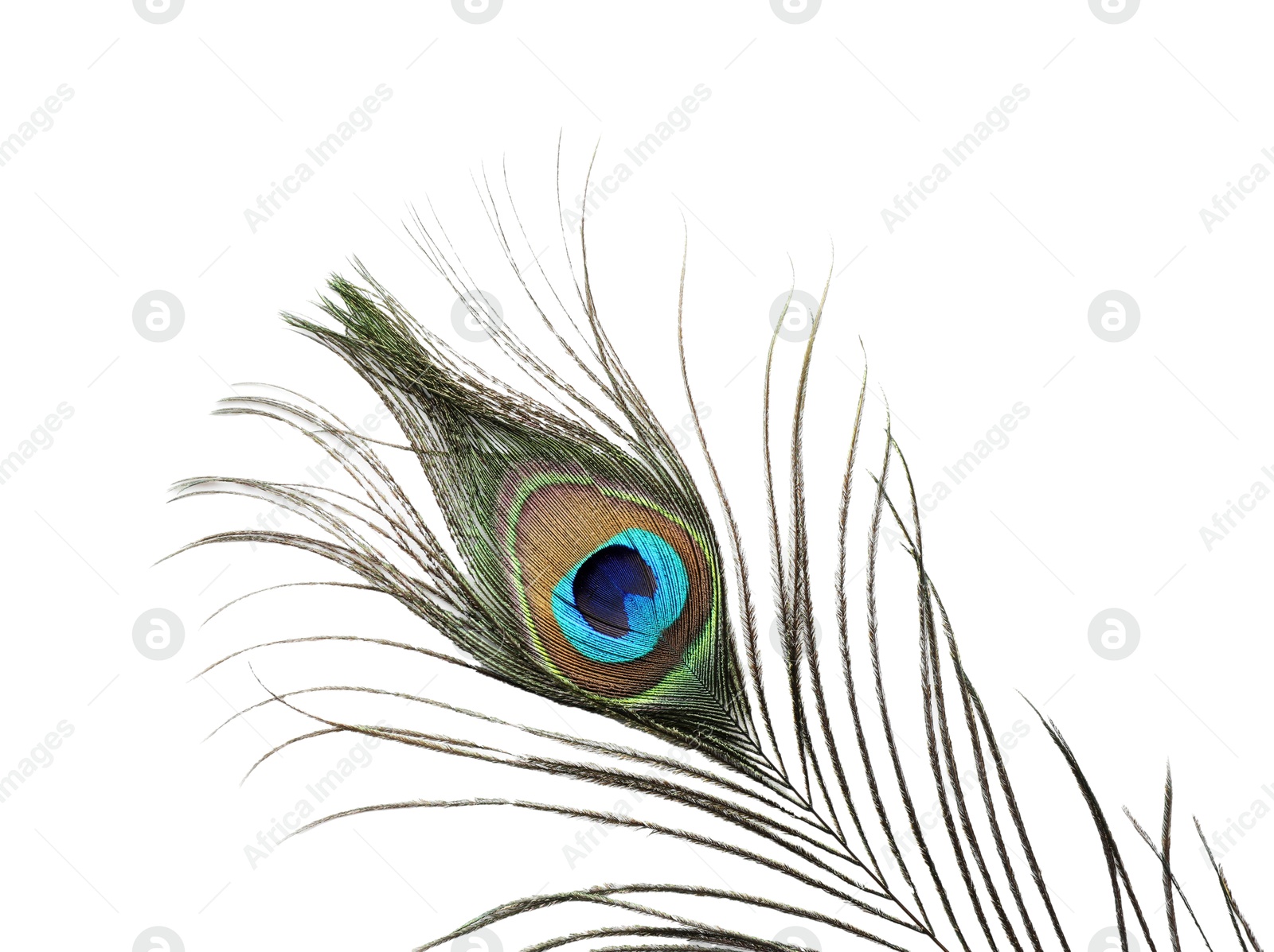 Photo of One beautiful peacock feather isolated on white