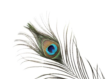 Photo of One beautiful peacock feather isolated on white