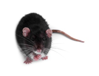 Photo of One rat on white background. Cute rodent