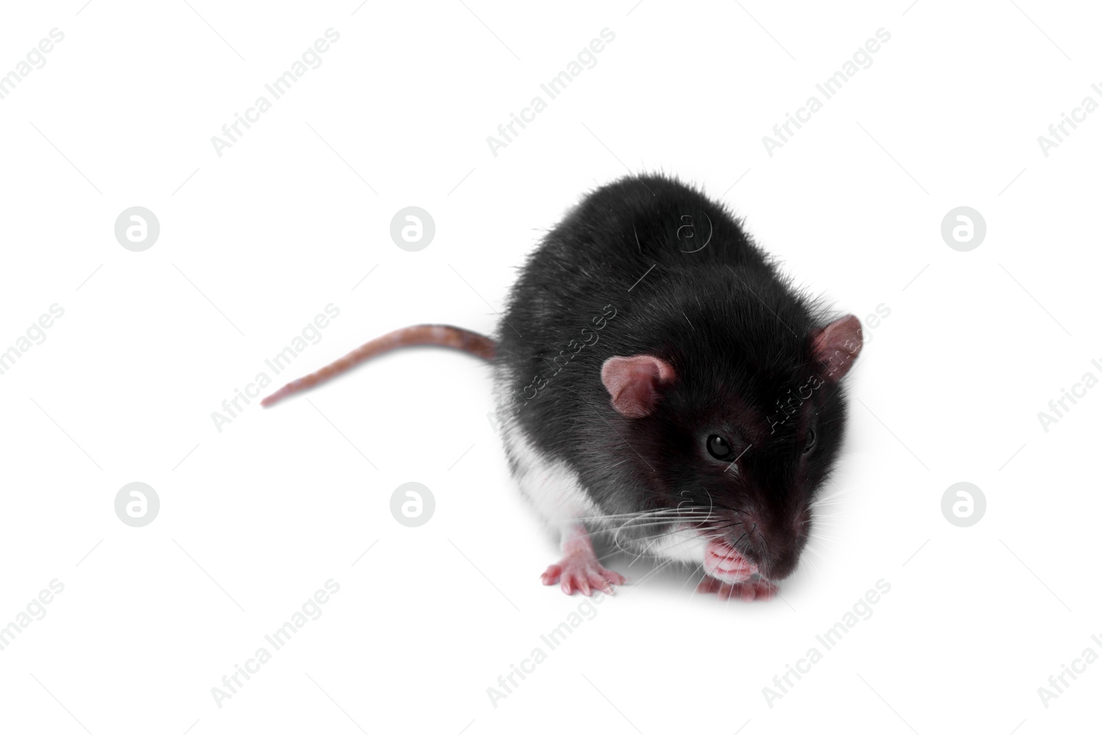 Photo of One rat on white background. Cute rodent