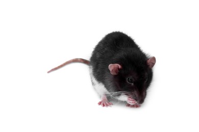 Photo of One rat on white background. Cute rodent