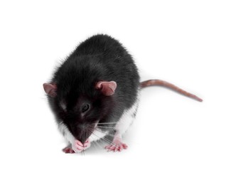 Photo of One rat on white background. Cute rodent