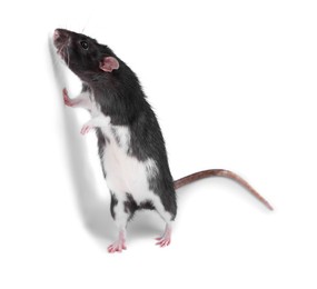 Photo of One rat on white background. Cute rodent