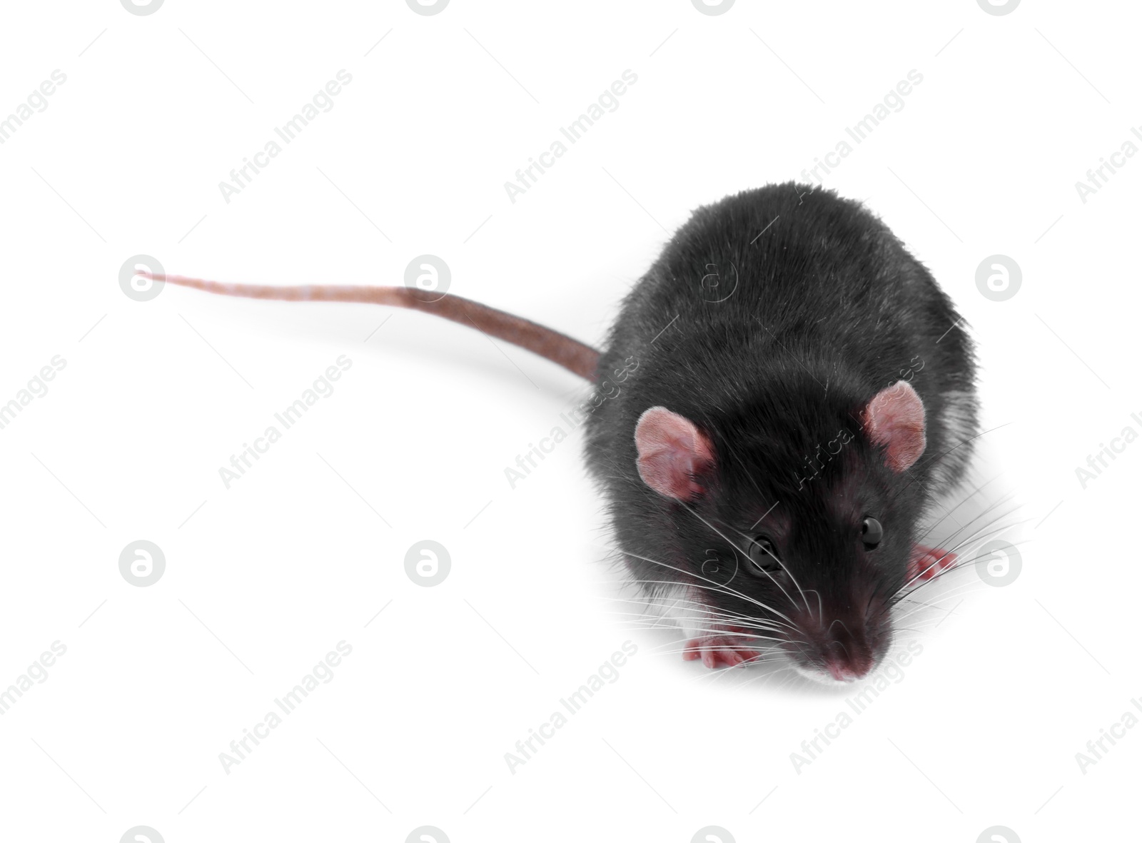 Photo of One rat on white background. Cute rodent