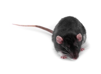 One rat on white background. Cute rodent