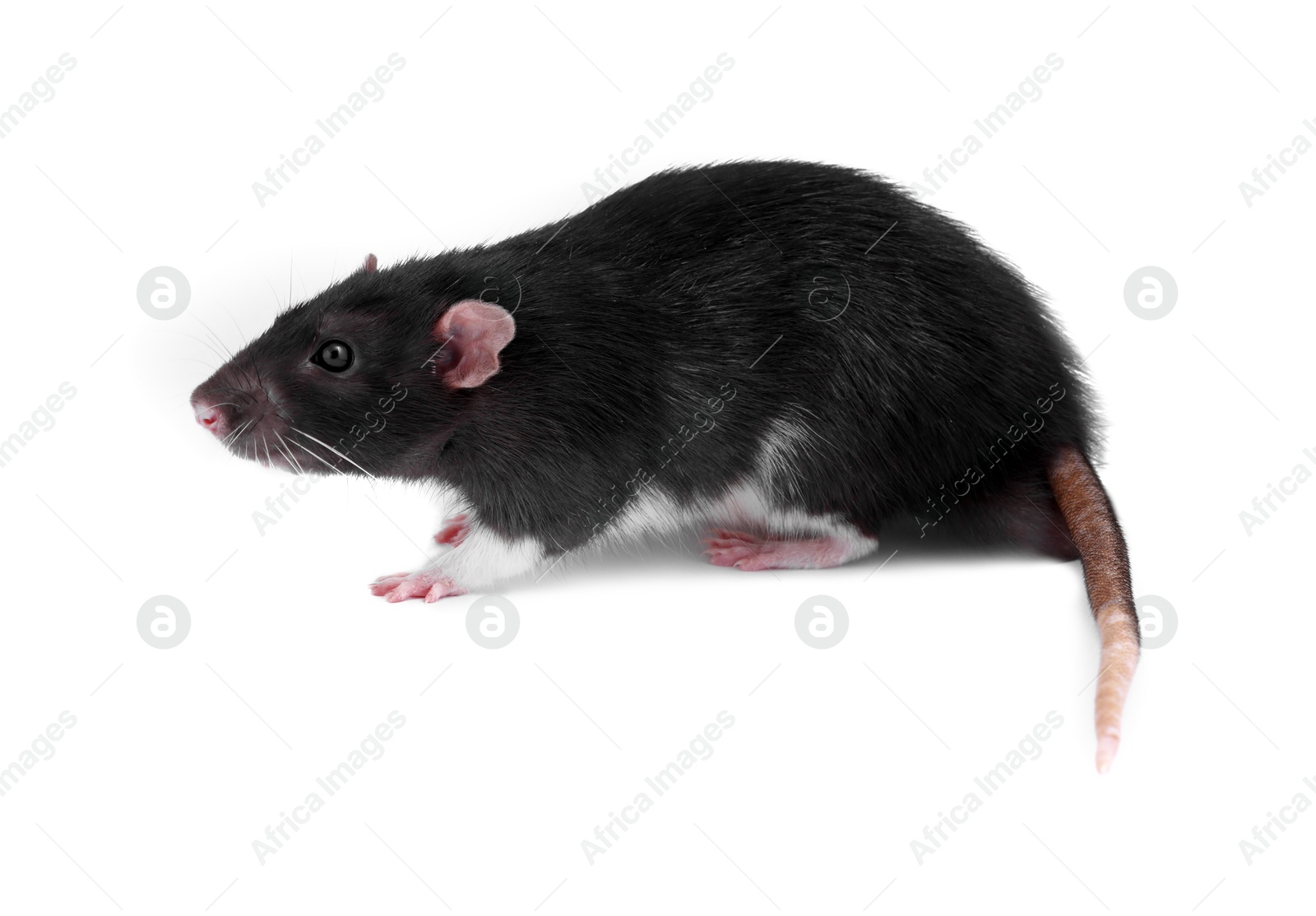 Photo of One rat on white background. Cute rodent