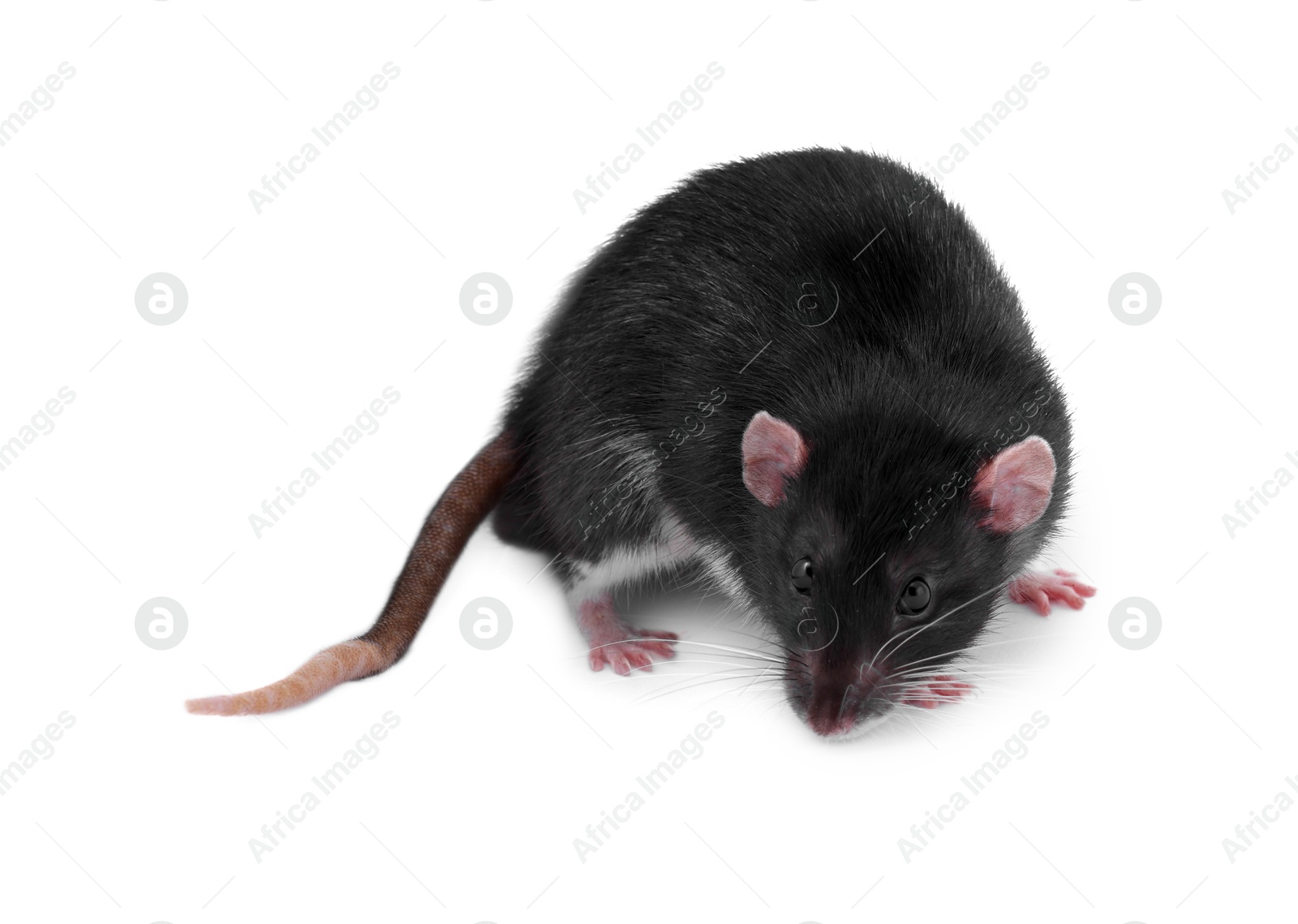 Photo of One rat on white background. Cute rodent