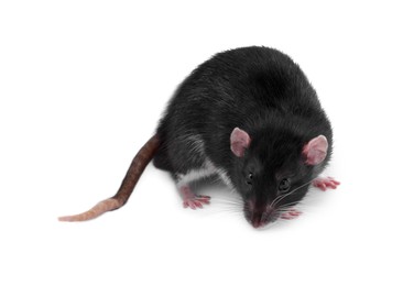 One rat on white background. Cute rodent