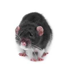 One rat on white background. Cute rodent