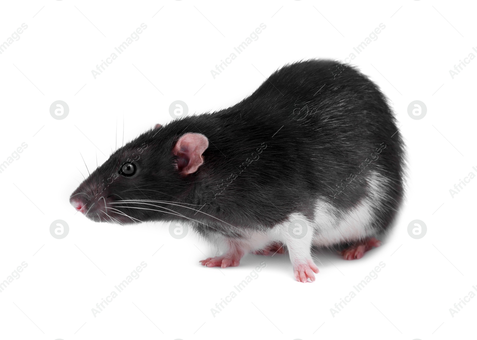 Photo of One rat on white background. Cute rodent