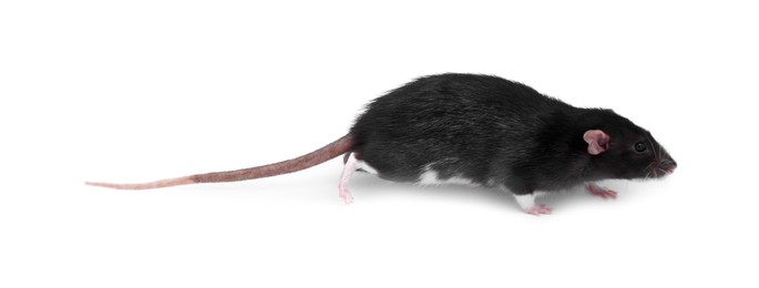 Photo of One rat on white background. Cute rodent