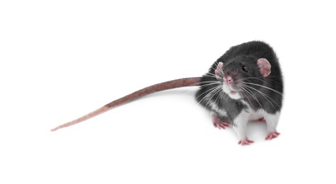 Photo of One rat on white background. Cute rodent