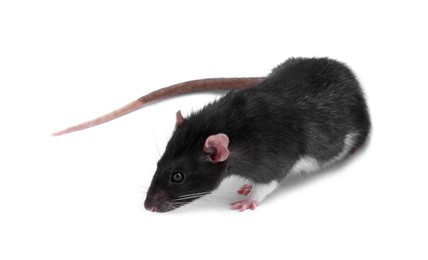 Photo of One rat on white background. Cute rodent