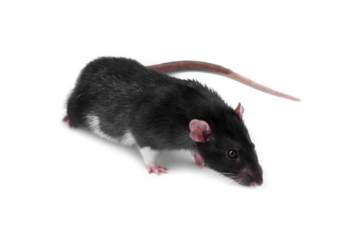 Photo of One rat on white background. Cute rodent