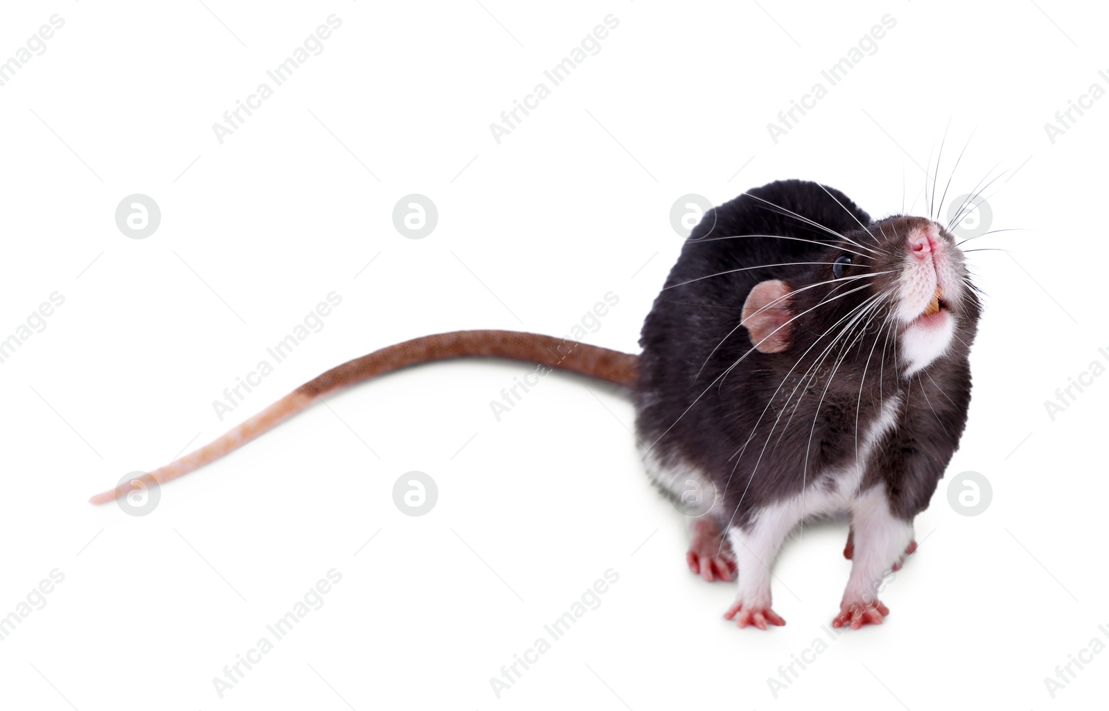 Photo of One rat on white background. Cute rodent