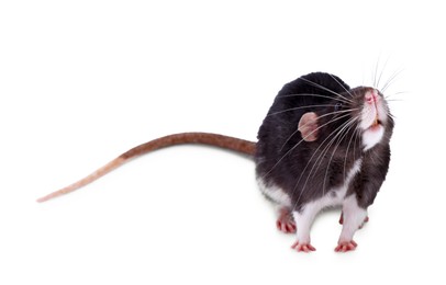 Photo of One rat on white background. Cute rodent