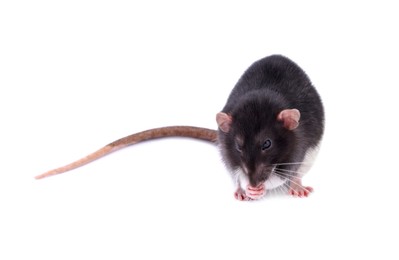 One rat on white background. Cute rodent