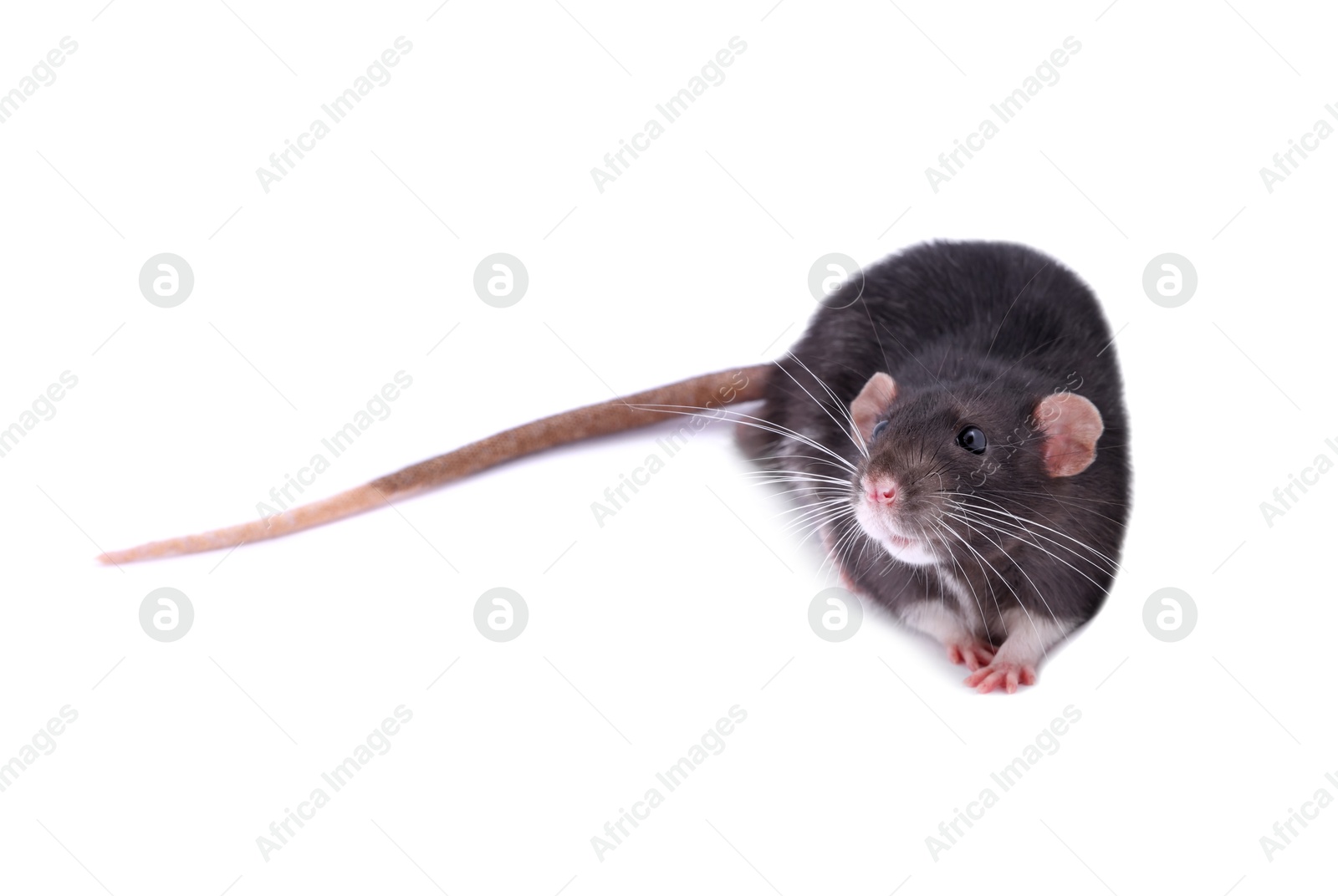 Photo of One rat on white background. Cute rodent