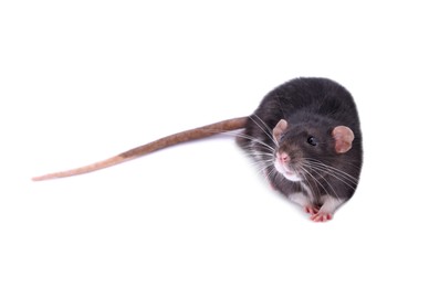 One rat on white background. Cute rodent