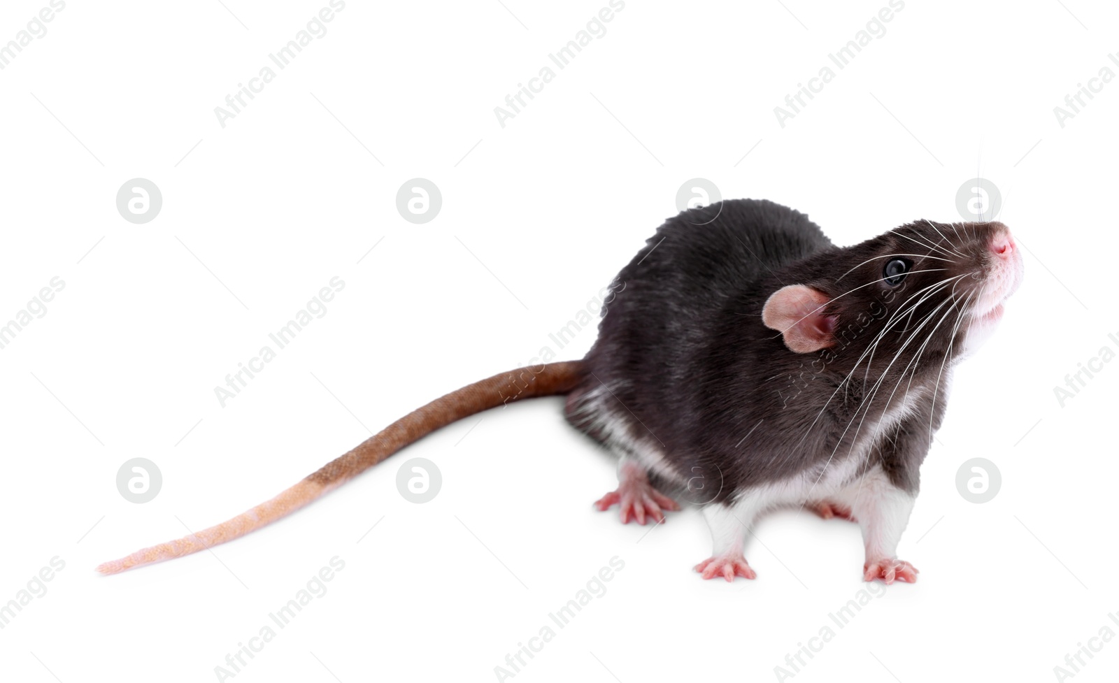 Photo of One rat on white background. Cute rodent