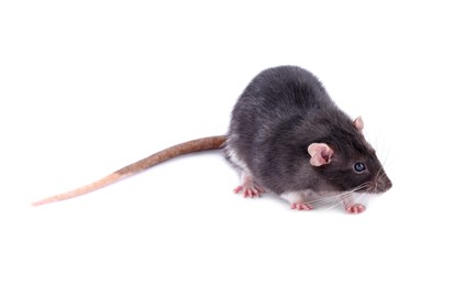 One rat on white background. Cute rodent