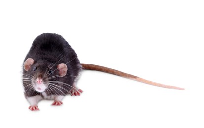 One rat on white background. Cute rodent