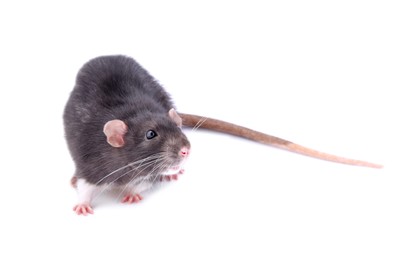 One rat on white background. Cute rodent