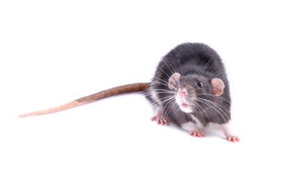 Photo of One rat on white background. Cute rodent