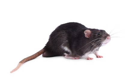 One rat on white background. Cute rodent