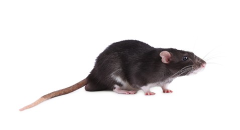 One rat on white background. Cute rodent