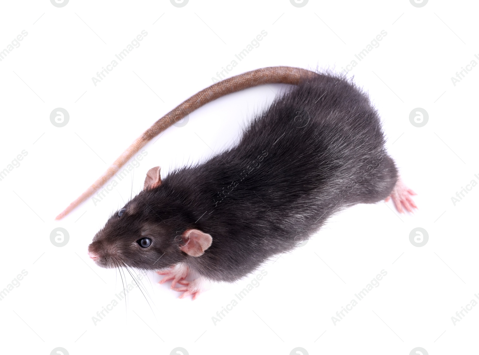 Photo of One rat on white background, top view