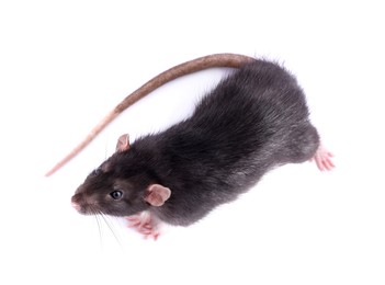 One rat on white background, top view