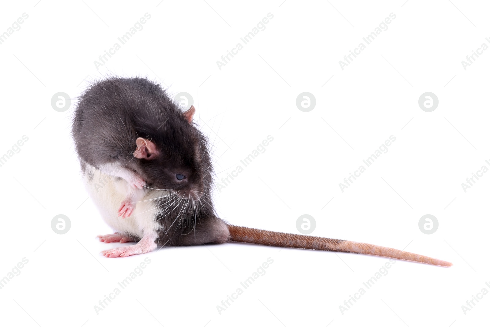 Photo of One rat on white background. Cute rodent