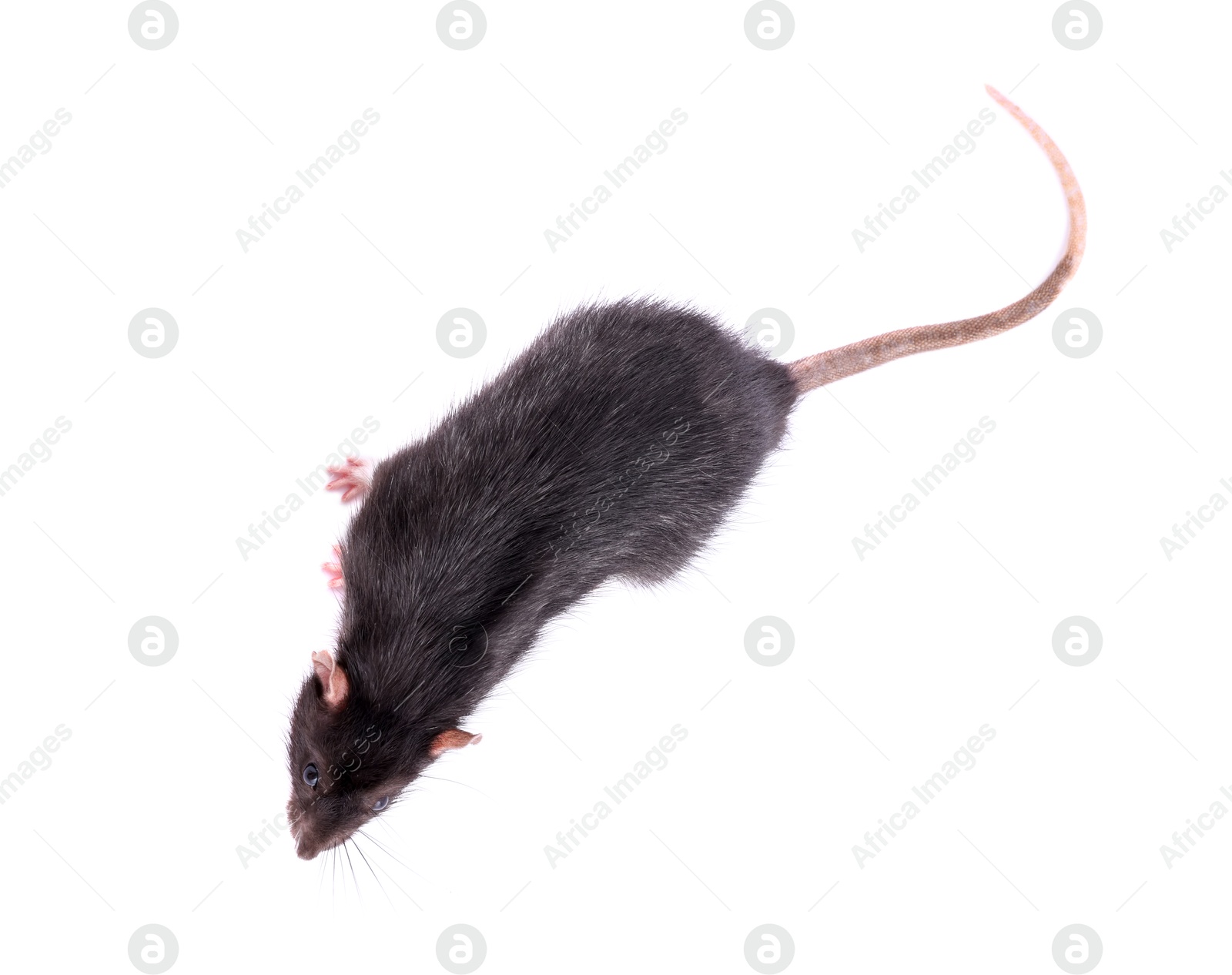 Photo of One rat on white background, top view