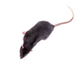 One rat on white background, top view