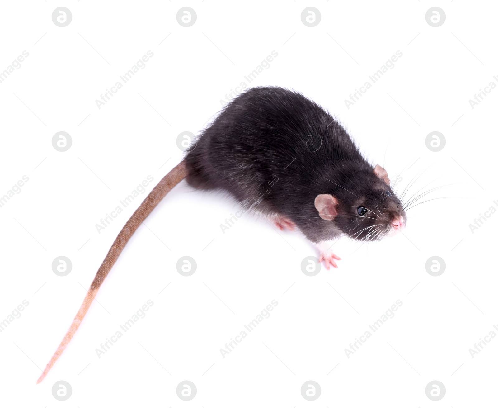 Photo of One rat on white background. Cute rodent