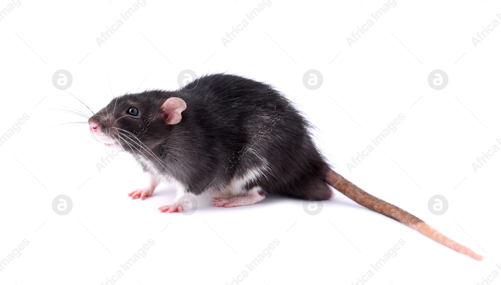 Photo of One rat on white background. Cute rodent