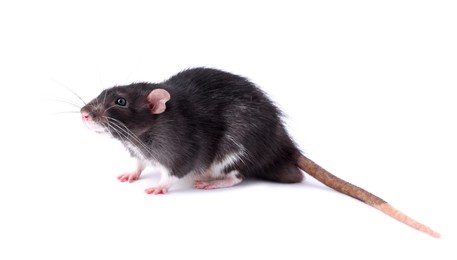 One rat on white background. Cute rodent