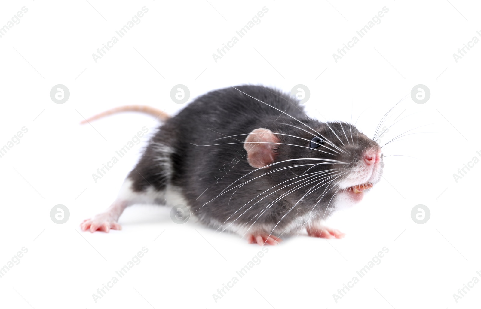 Photo of One cute small rat on white background