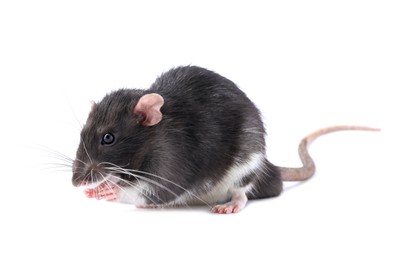 Photo of One cute small rat on white background