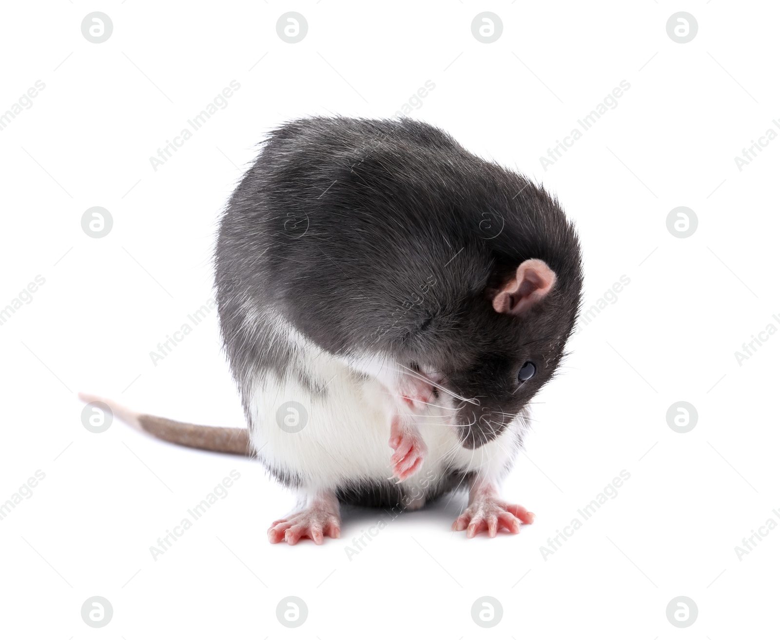 Photo of One cute small rat on white background