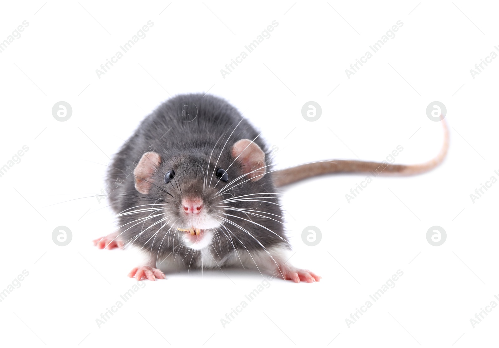 Photo of One cute small rat on white background