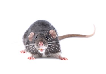 One cute small rat on white background