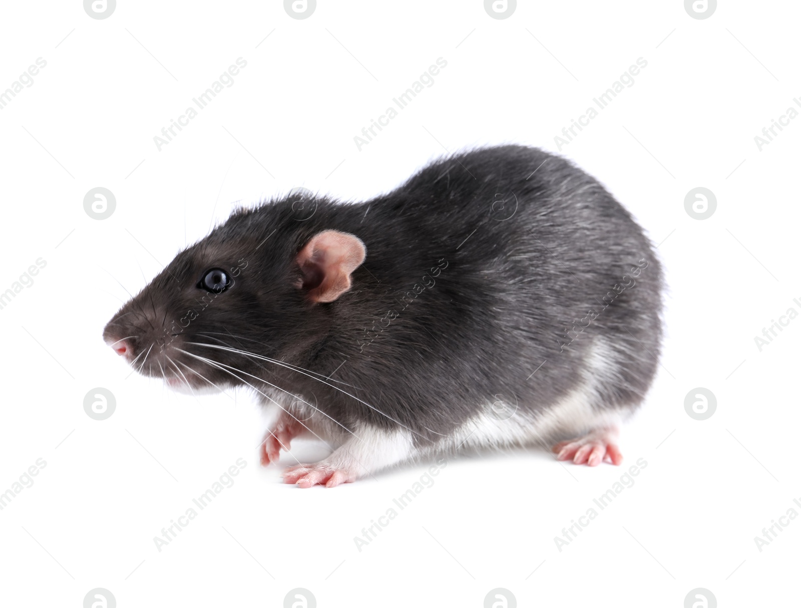 Photo of One cute small rat on white background