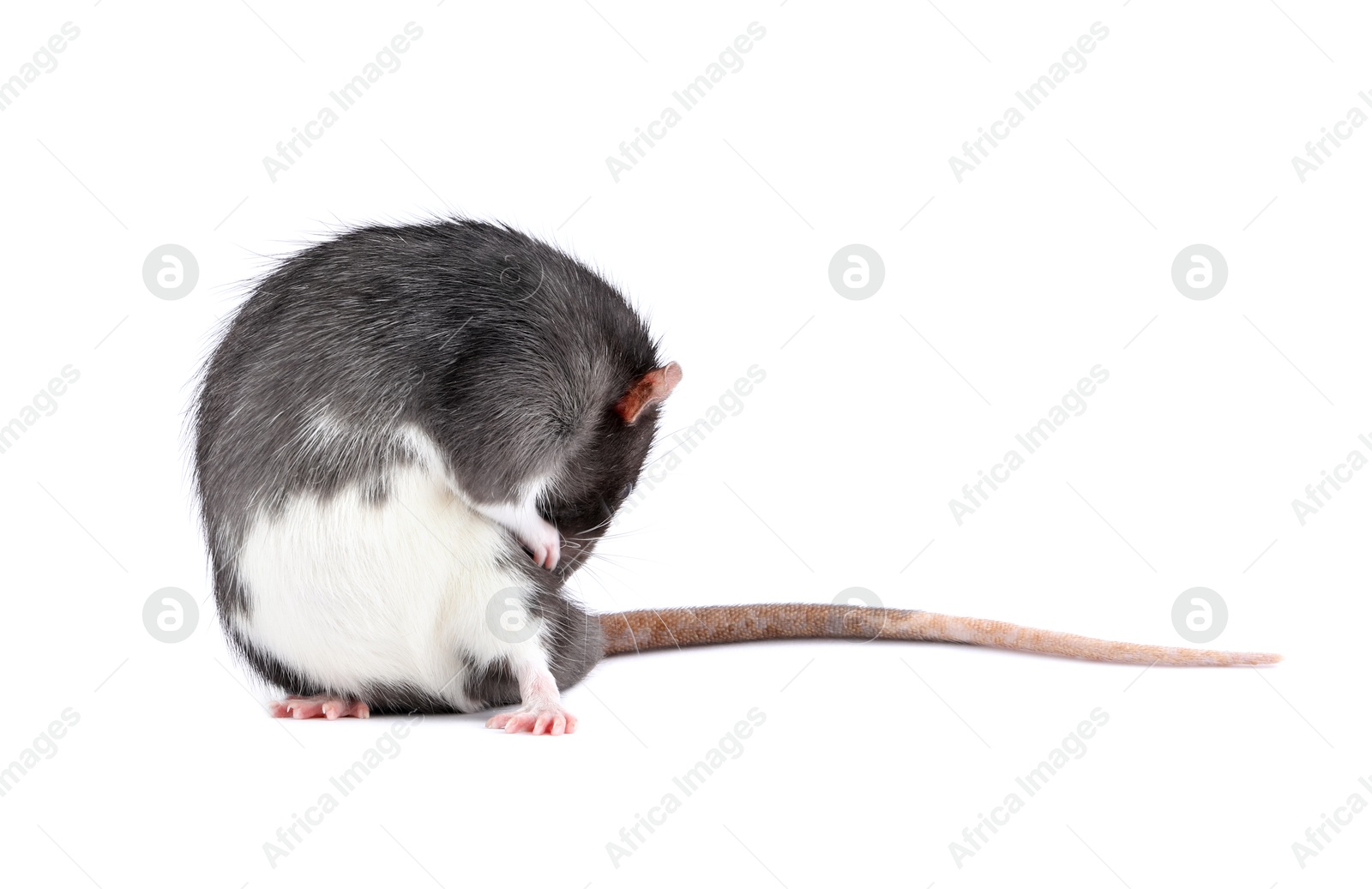 Photo of One cute small rat on white background