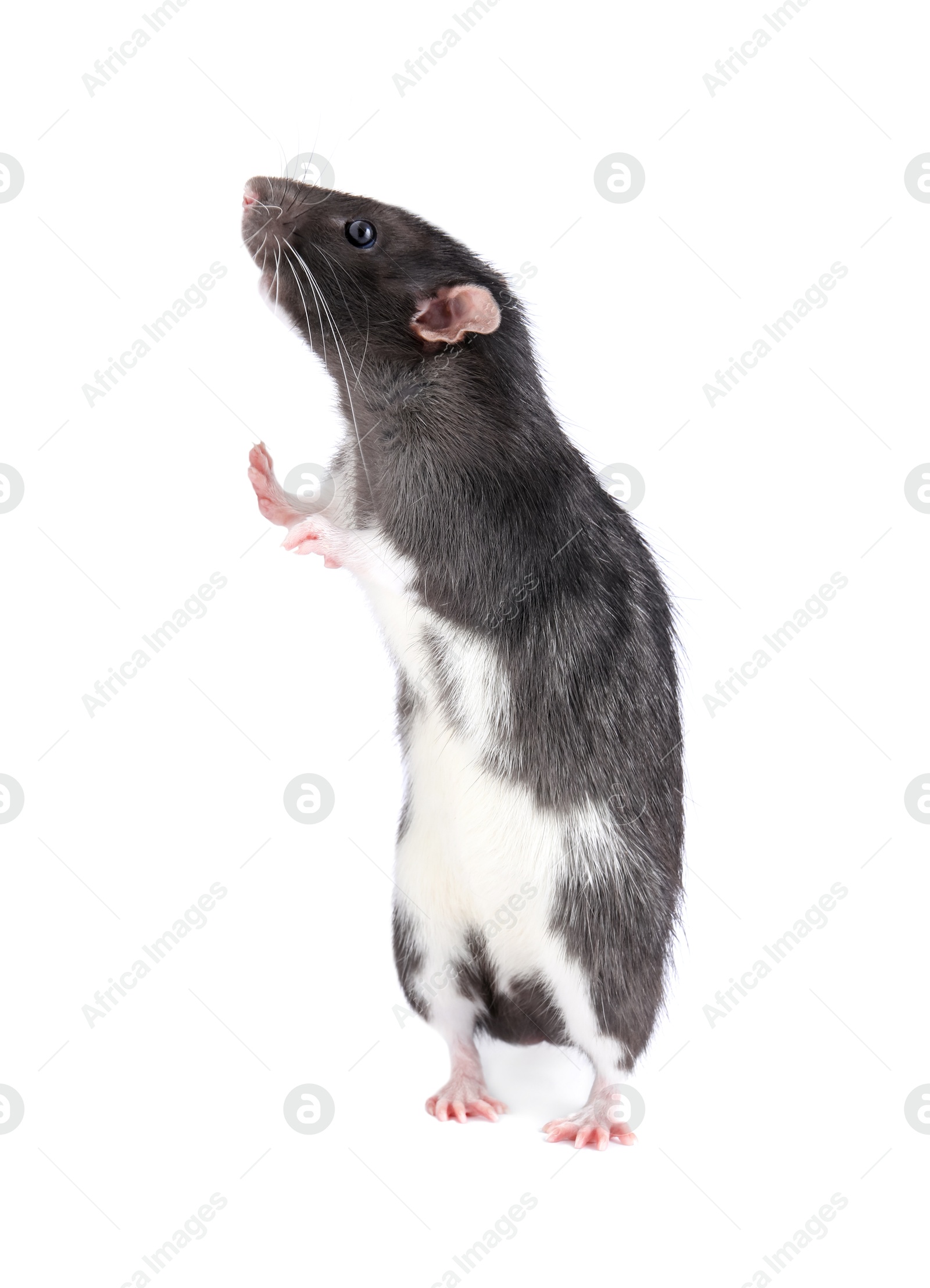 Photo of One cute small rat on white background