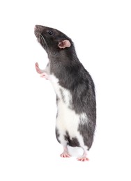 One cute small rat on white background