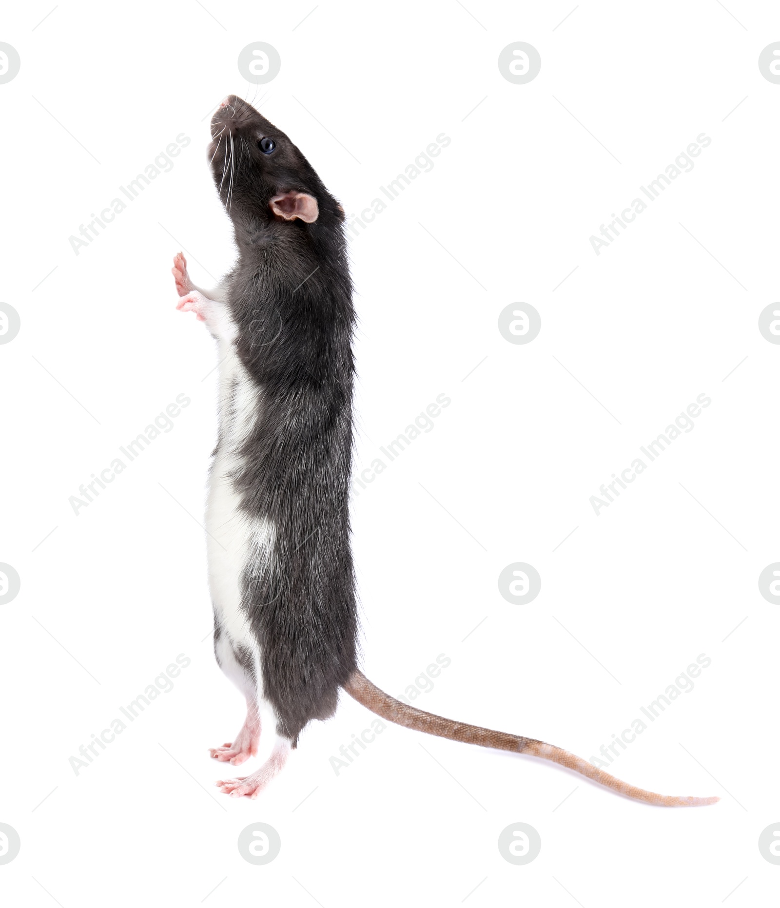 Photo of One cute small rat on white background