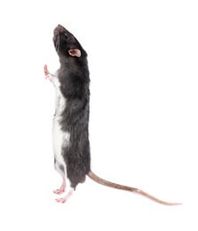 One cute small rat on white background