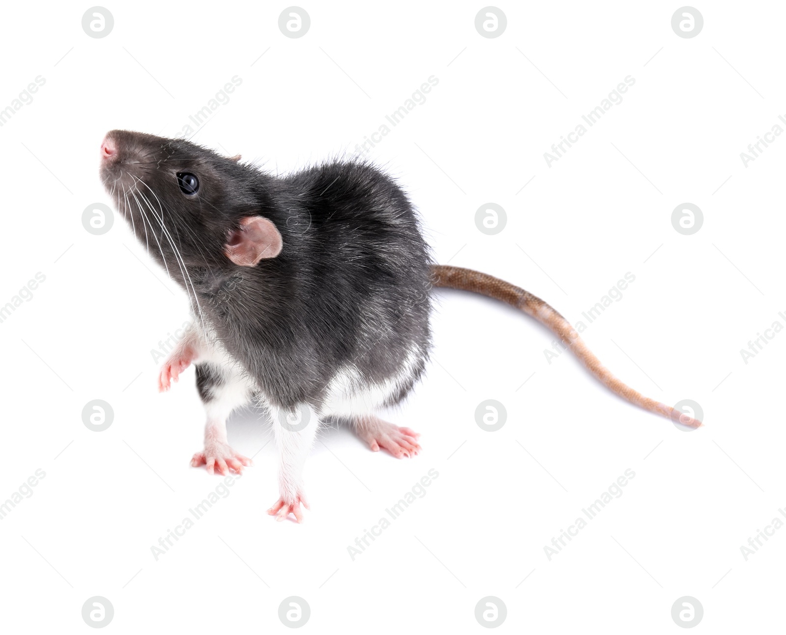 Photo of One cute small rat on white background